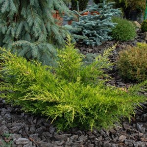 Borievka (Juniperus chinensis) ´PFITZERIANA AUREA´ - výška 15-25cm, kont. C2L